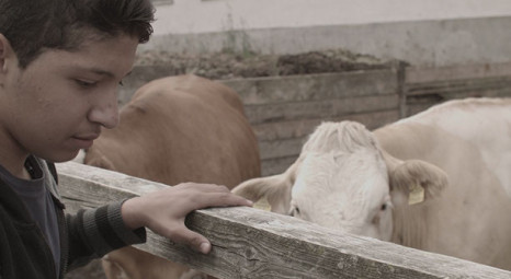 Film Screenings - The Purple Field (2015)